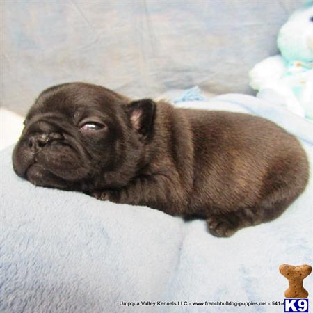 umpquavalleykennels Picture 3
